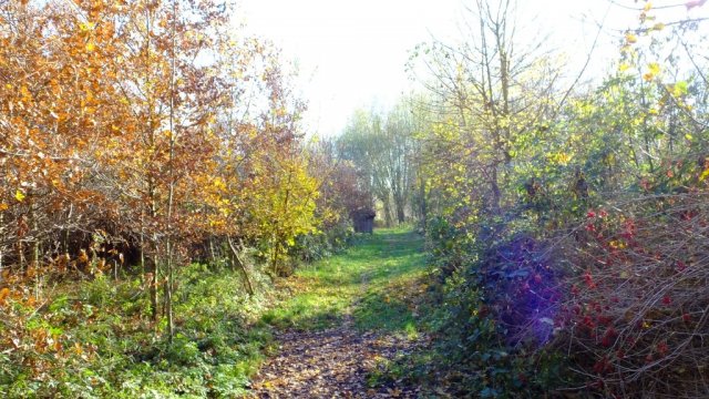 Herbst in Hattrop 2018